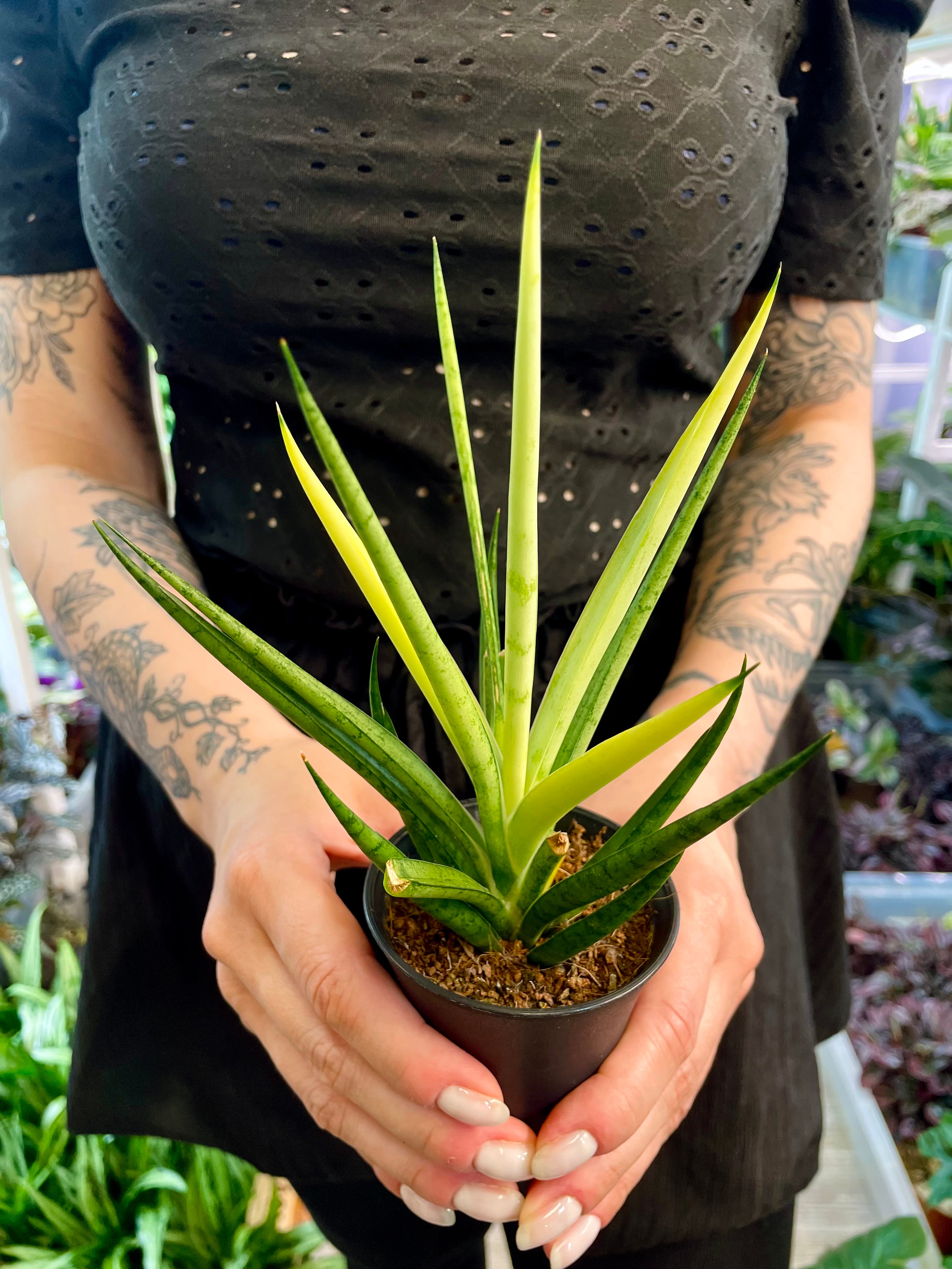 Sansevieria 'Comet Chrysanta Lemon' fi7,5 – PLANTMANIA