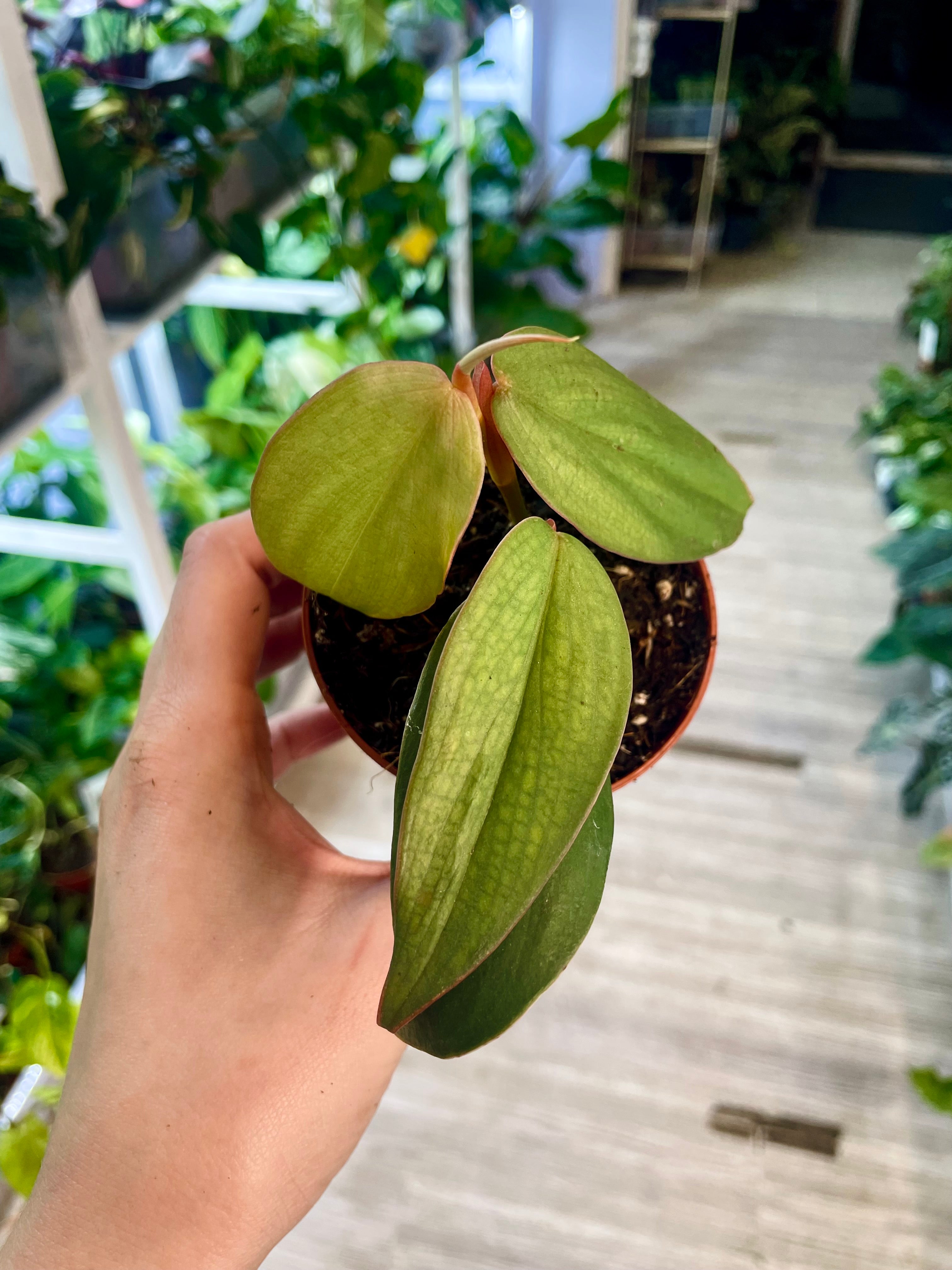 Philodendron Burle Marx Fantasy fi8 – PLANTMANIA