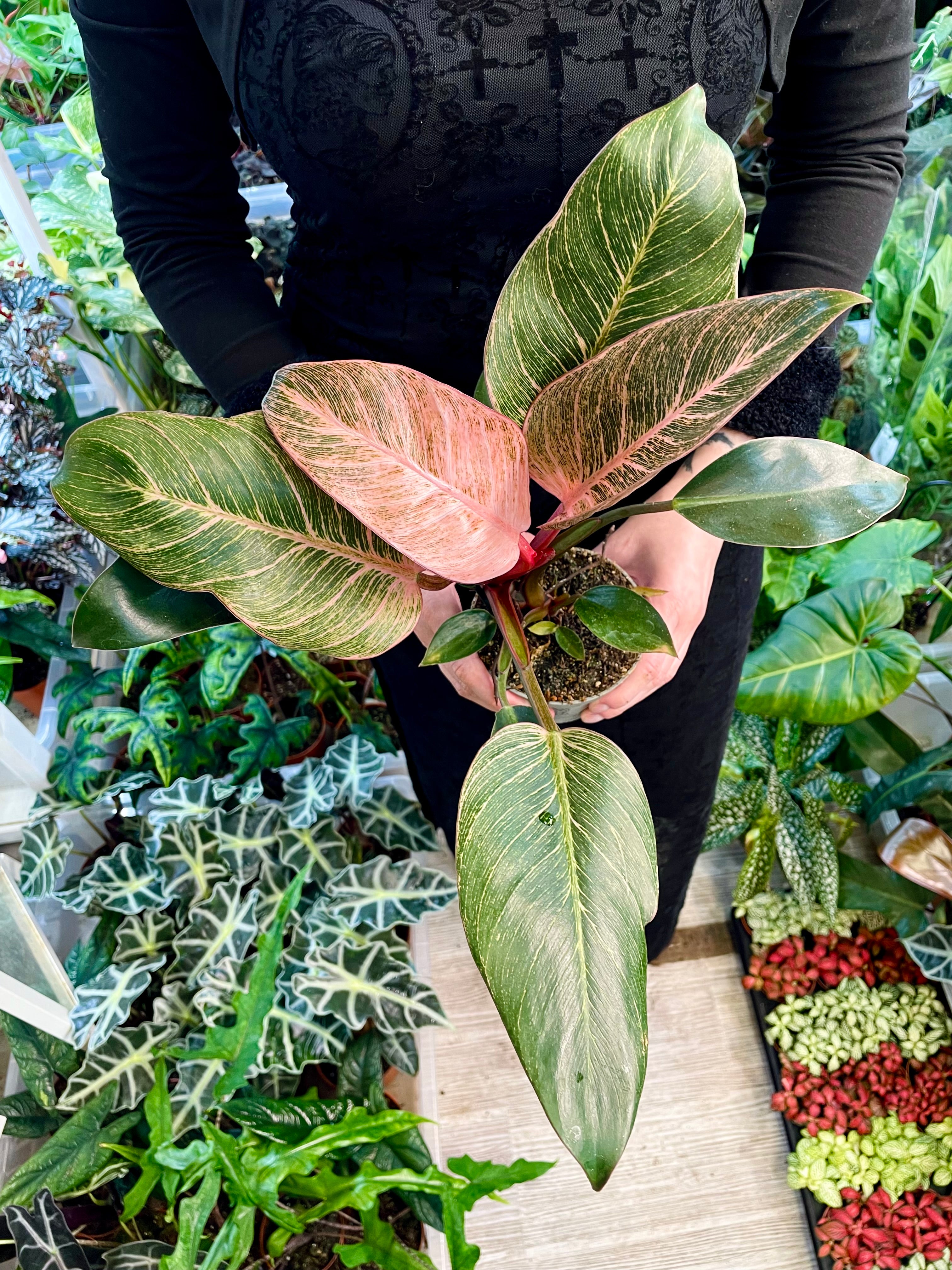 philodendron birkin congo Philodendron Birkin Pink Bikini 10.50 cm – PLANTMANIA