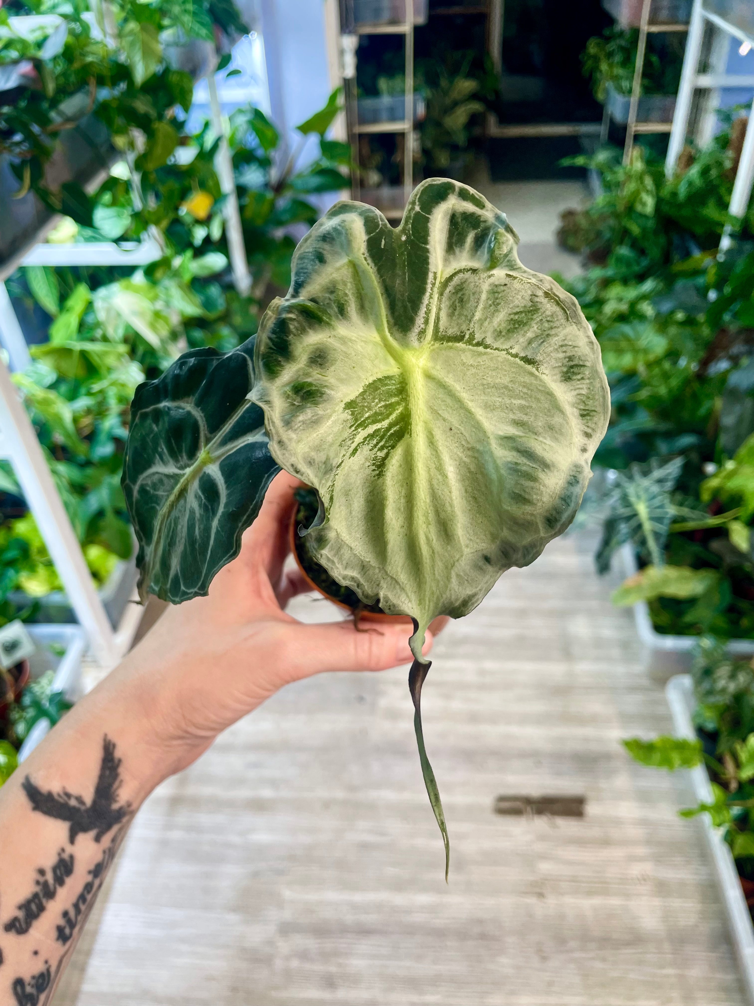 Cryptanthus mix dia6 – PLANTMANIA