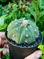 Astrophytum Asterias fii7,5