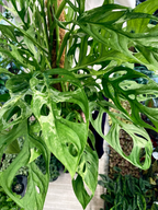 Monstera Adansonii Indonesian Marble fi17