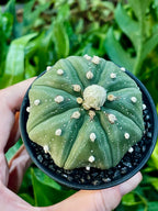 Astrophytum Asterias fii7,5