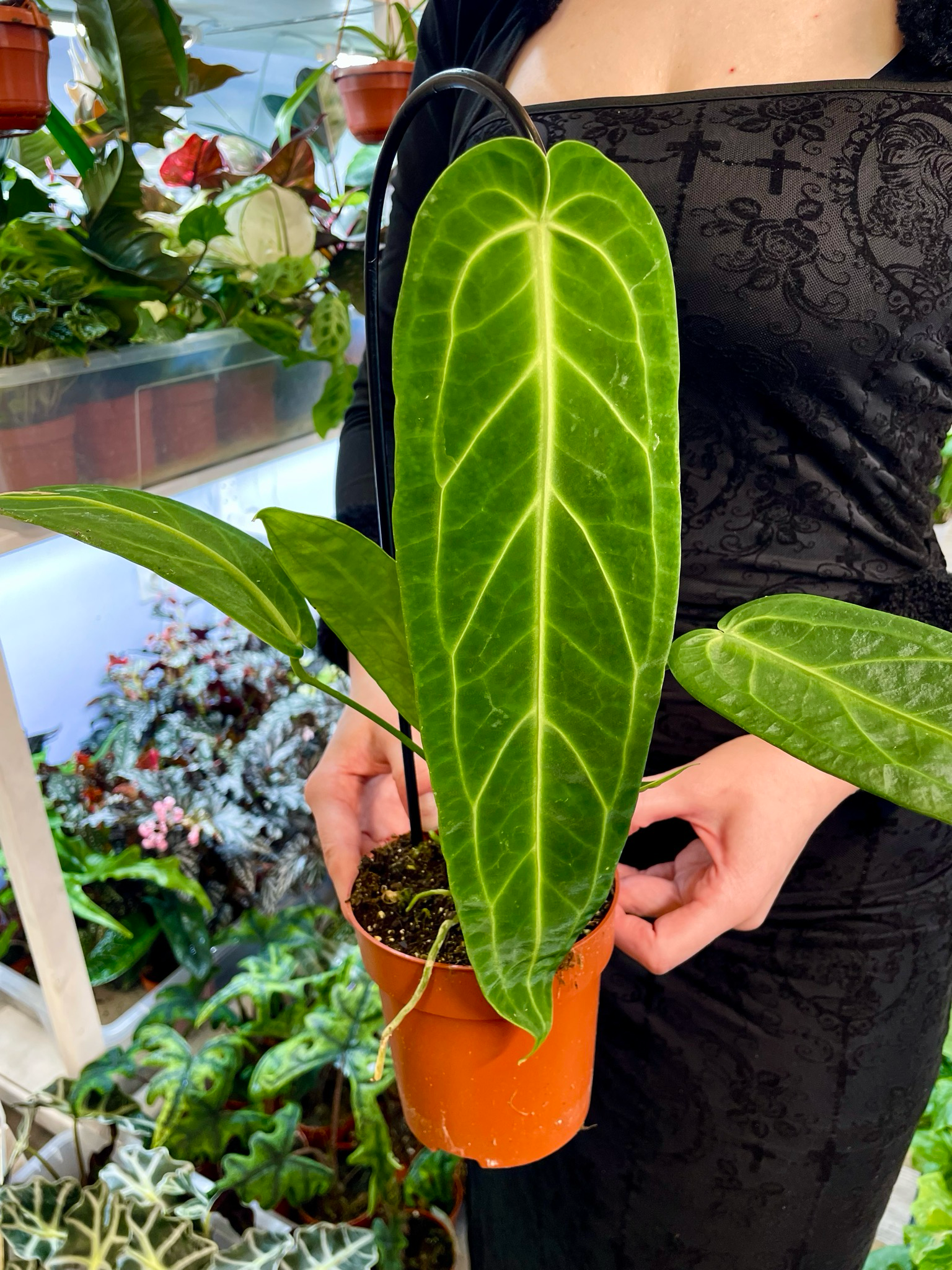 Anthurium Warocqueanum (Queen Anthurium) fi12