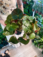 Begonia erythrophylla Black Jungle (Slonovo uho) fi14