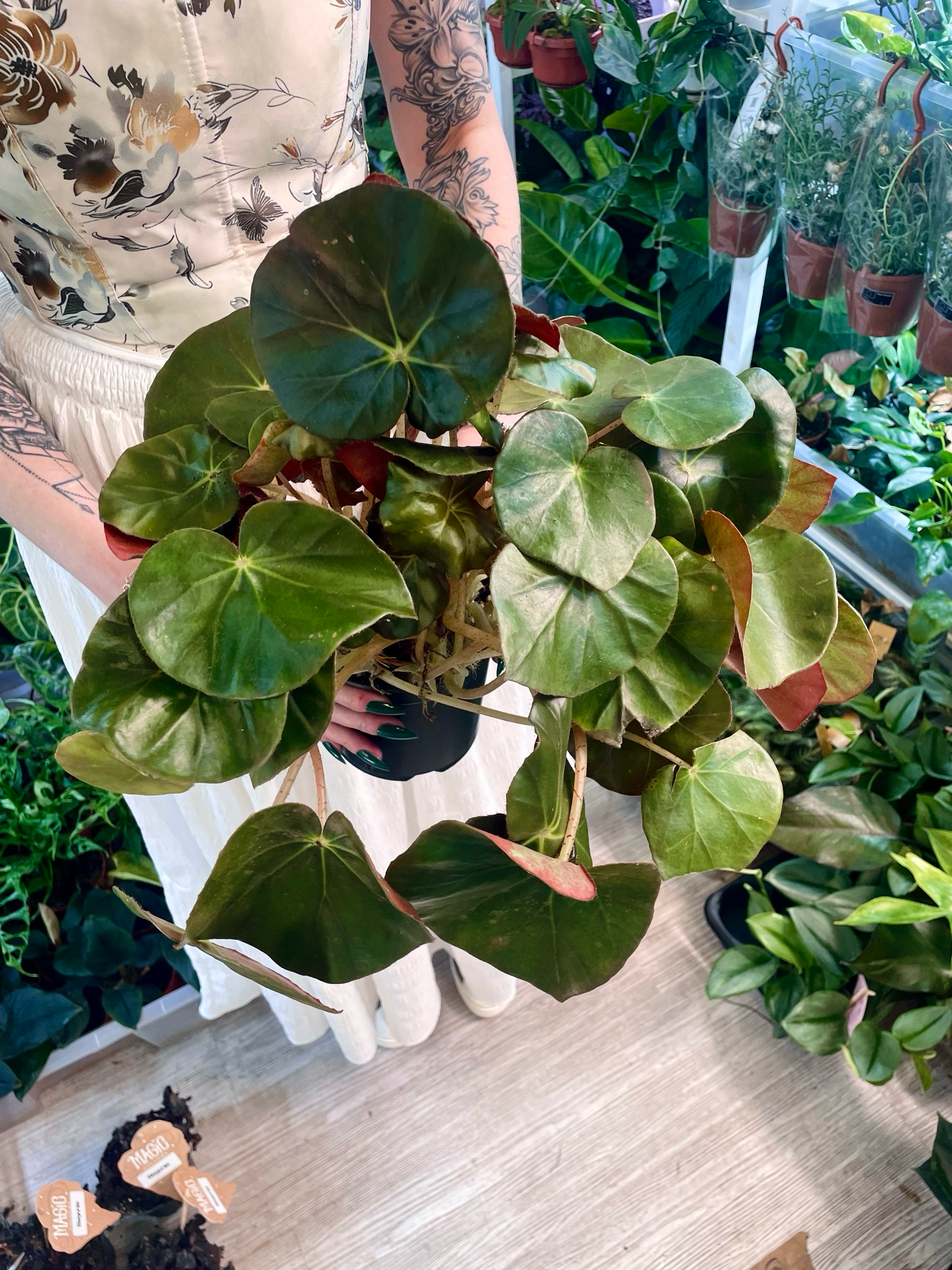 Begonia erythrophylla Black Jungle (Slonovo uho) fi14