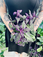 Gynura Aurantiaca 'Purple Passion' fi15