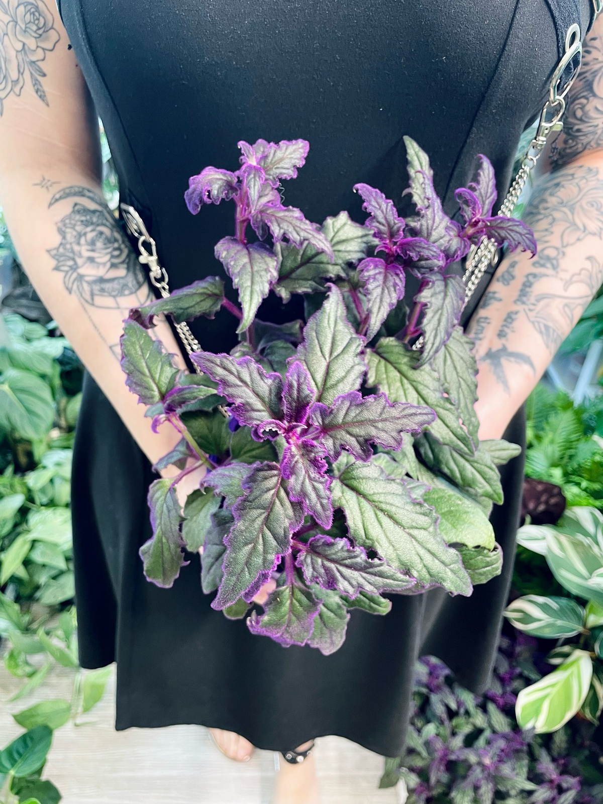 Gynura Aurantiaca 'Purple Passion' fi15