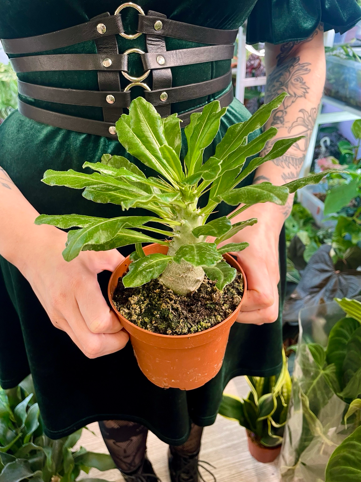 Pachypodium Saundersii  (Kudu Lily) fi12