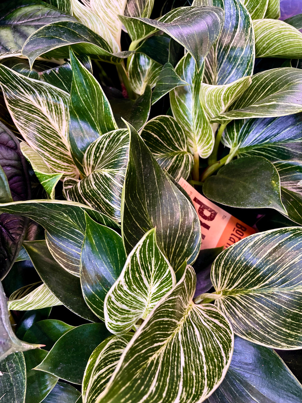 Philodendron Birkin fi14