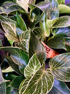 Philodendron Birkin fi14