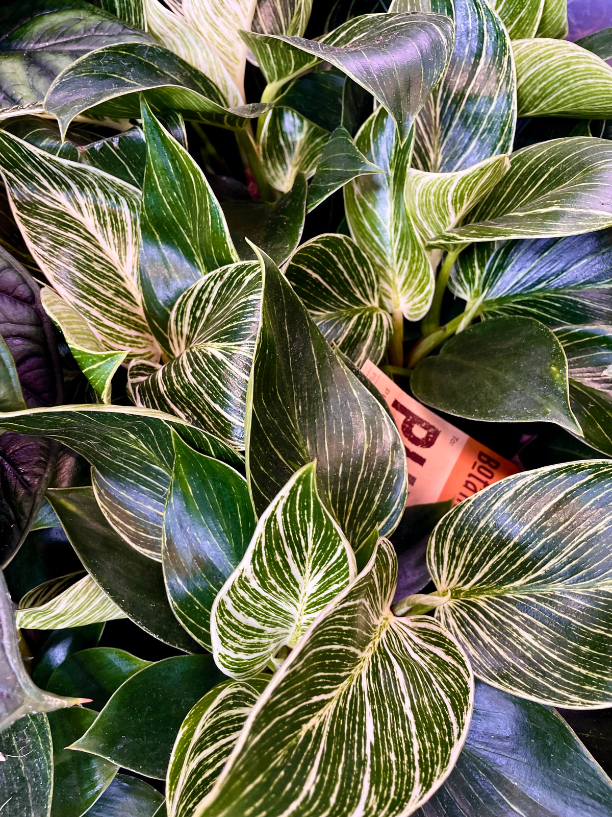 Philodendron Birkin fi14