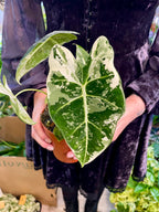 Alocasia Frydek Variegata fi12
