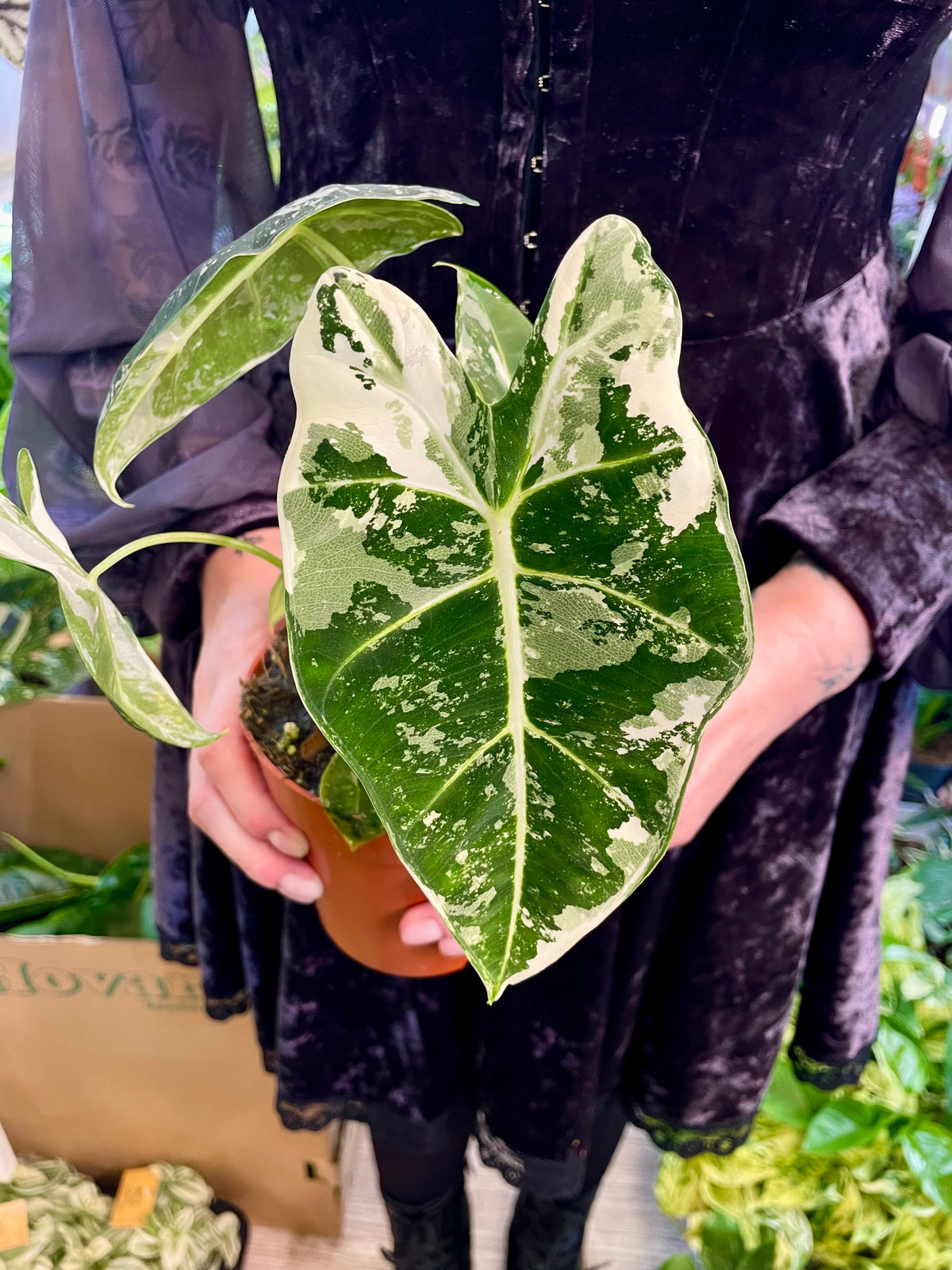 Alocasia Frydek Variegata fi12