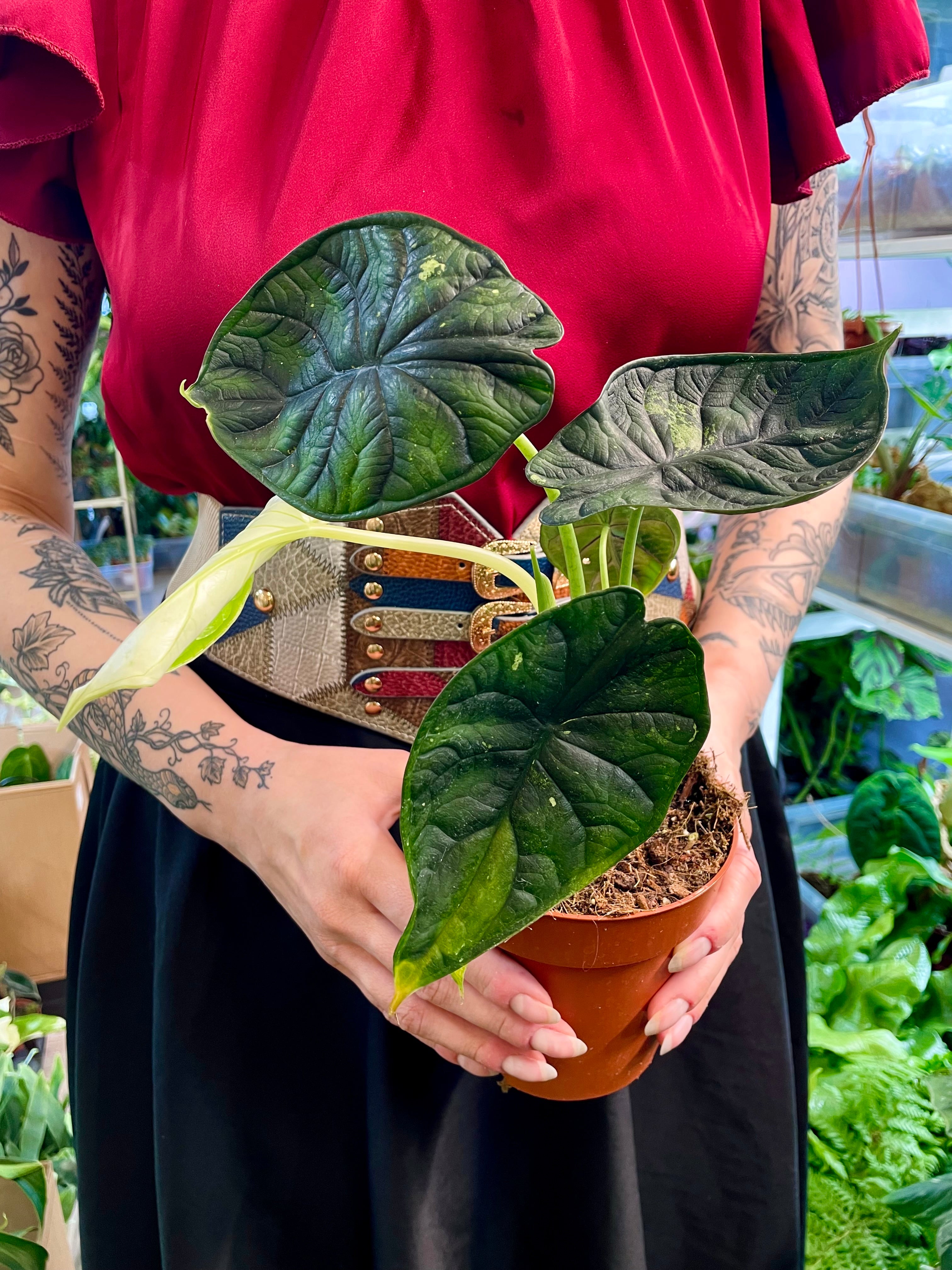 Alocasia Dragon Scale Variegata B grade