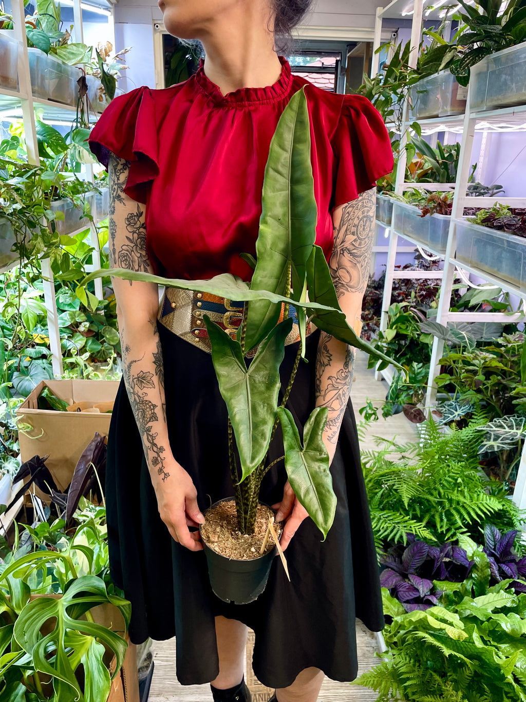 Alocasia Tigrina Superba fi14