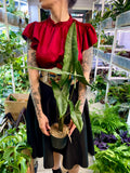 Alocasia Tigrina Superba fi14