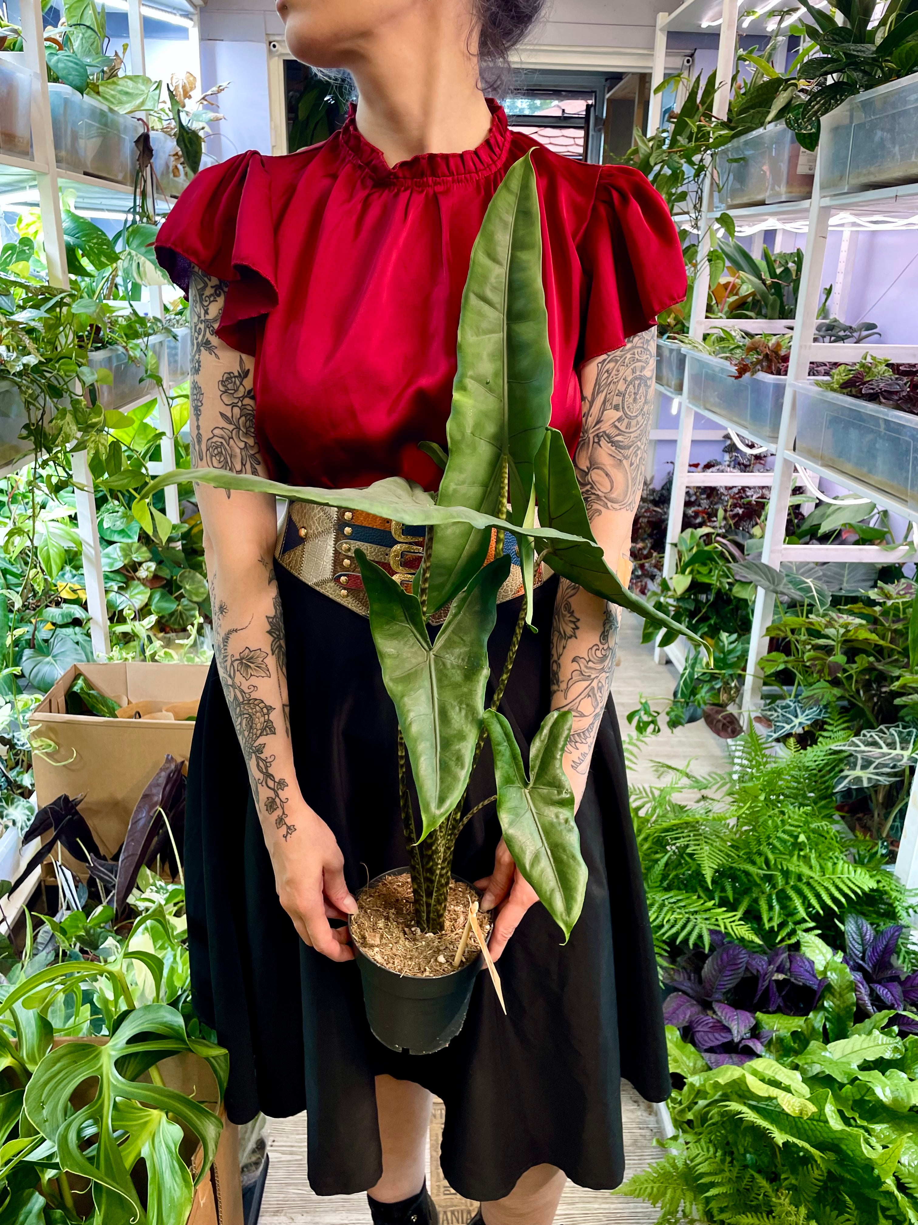 Alocasia Tigrina Superba fi14