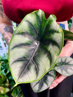 Alocasia Reversa fi10,50