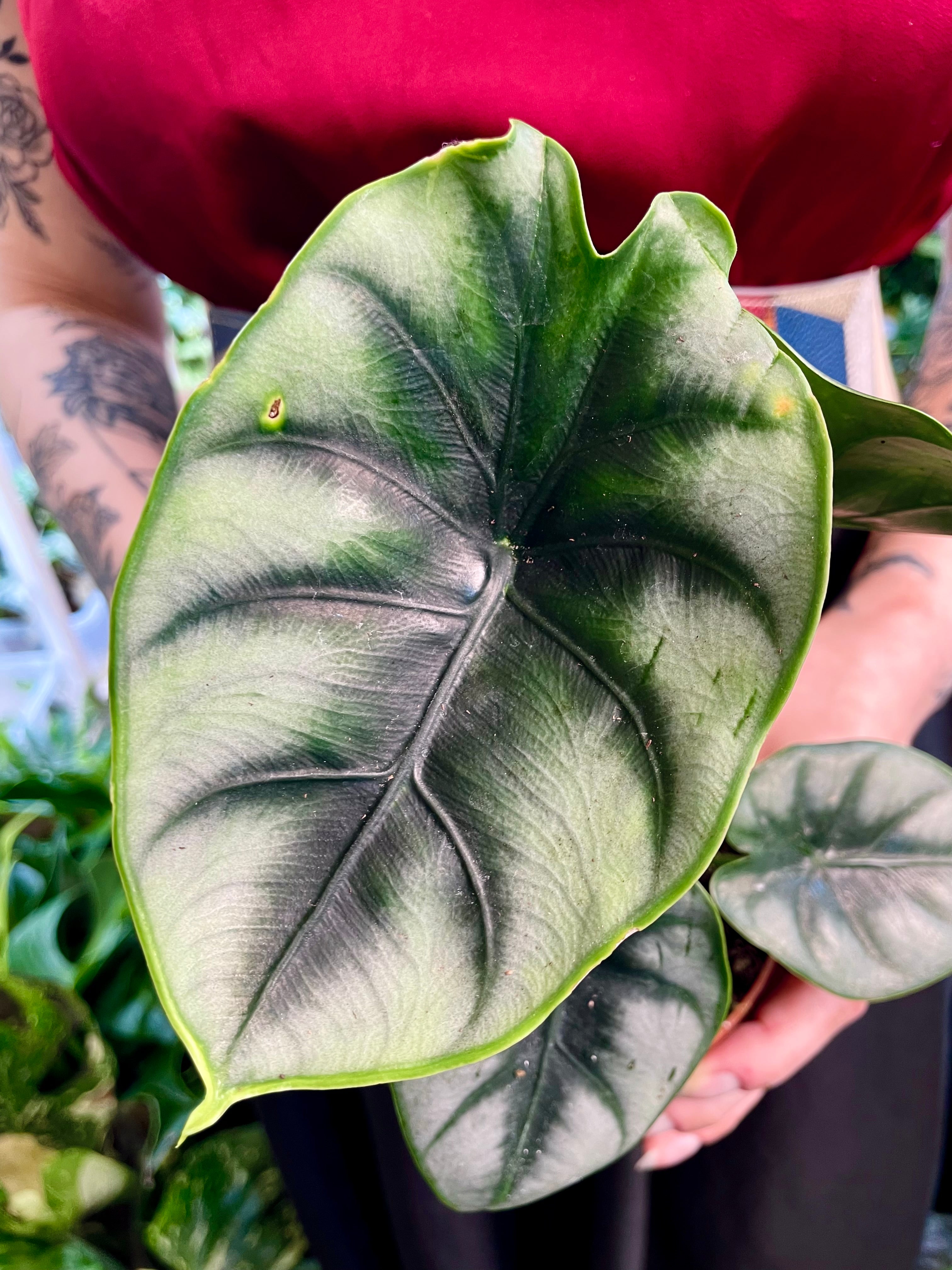 Alocasia Reversa fi10,50
