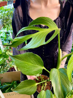 Monstera Burle Marx Flame fi15