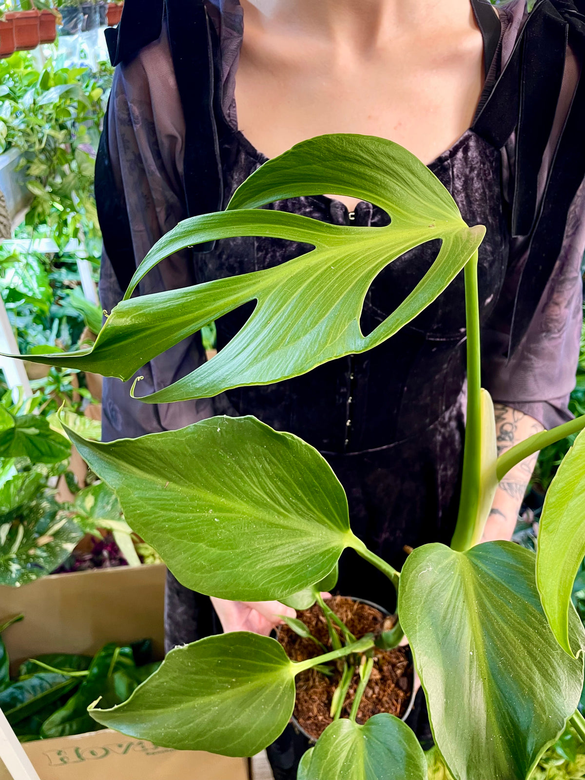 Monstera Burle Marx Flame fi15