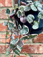 Ceropegia woodii Variegata (String of hearts/ Niz Srca) visilica