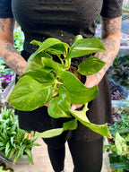 Scindapsus Rubicon fi12