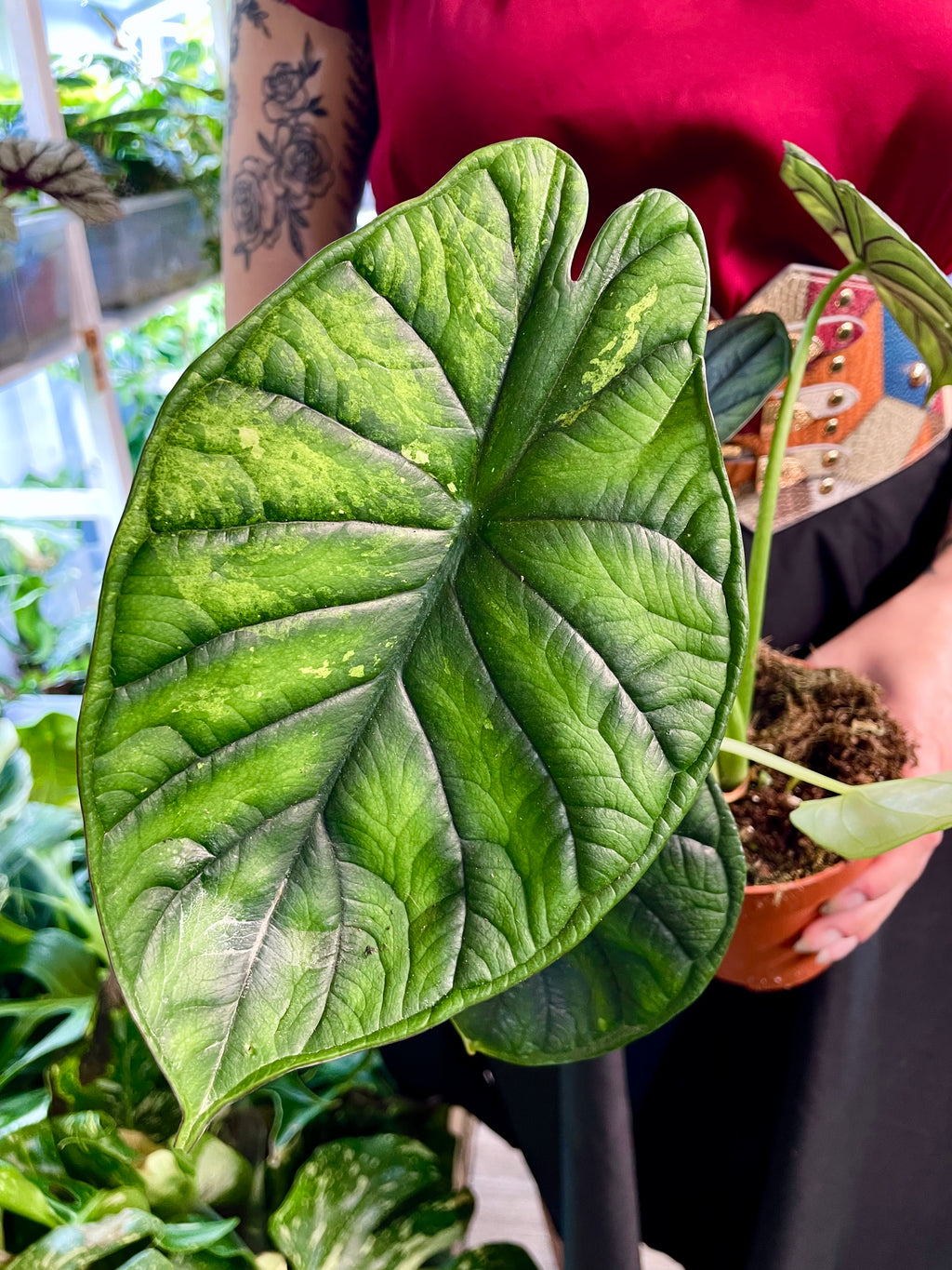 Alocasia Dragon Scale Variegata B grade