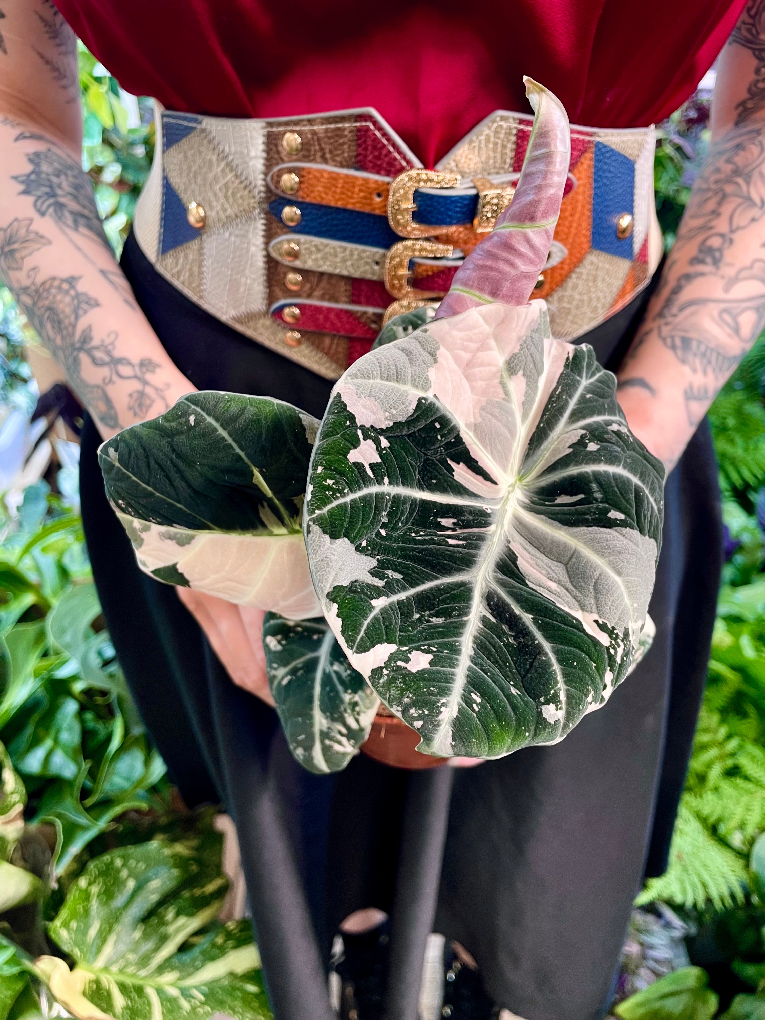 Alocasia Black Velvet Pink Variegata fi12