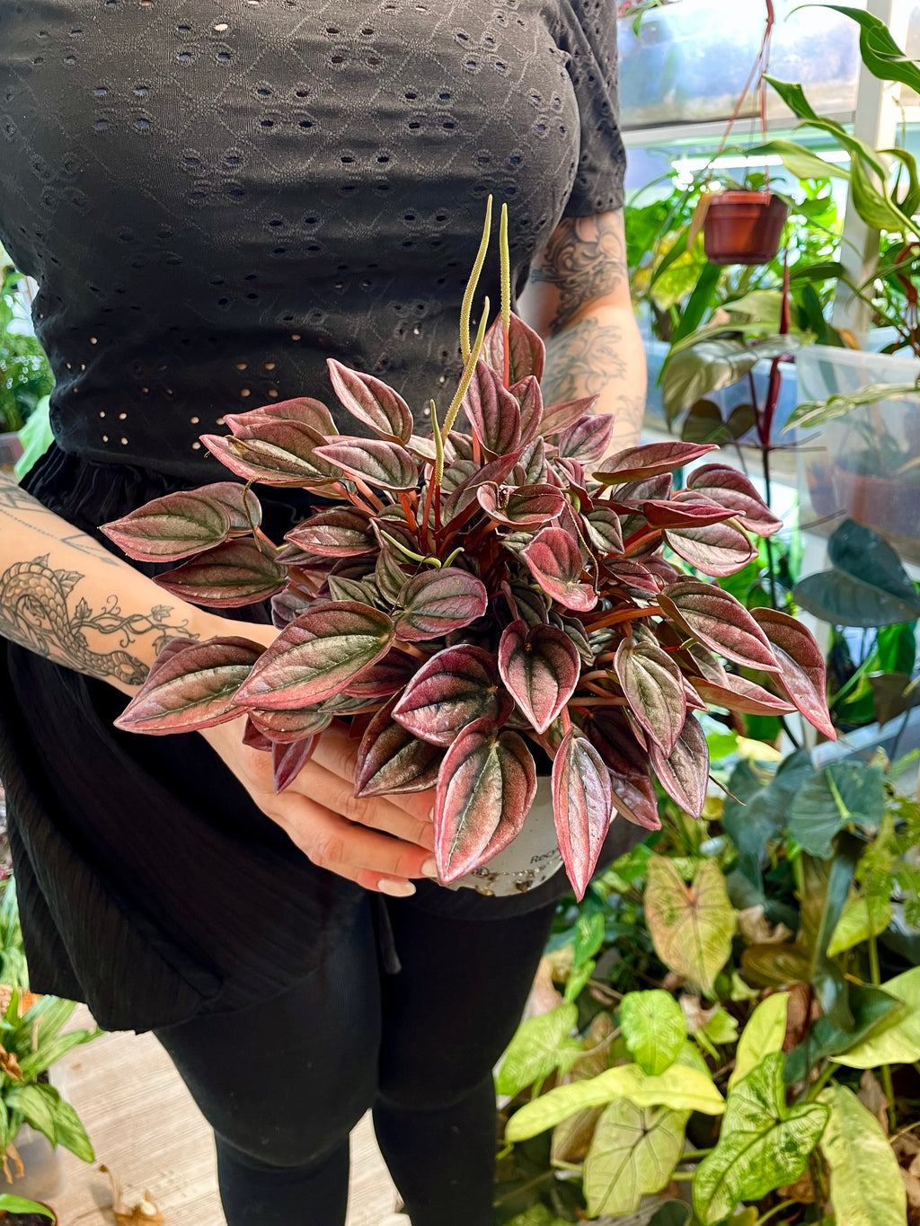 Peperomia Cayenne fi12