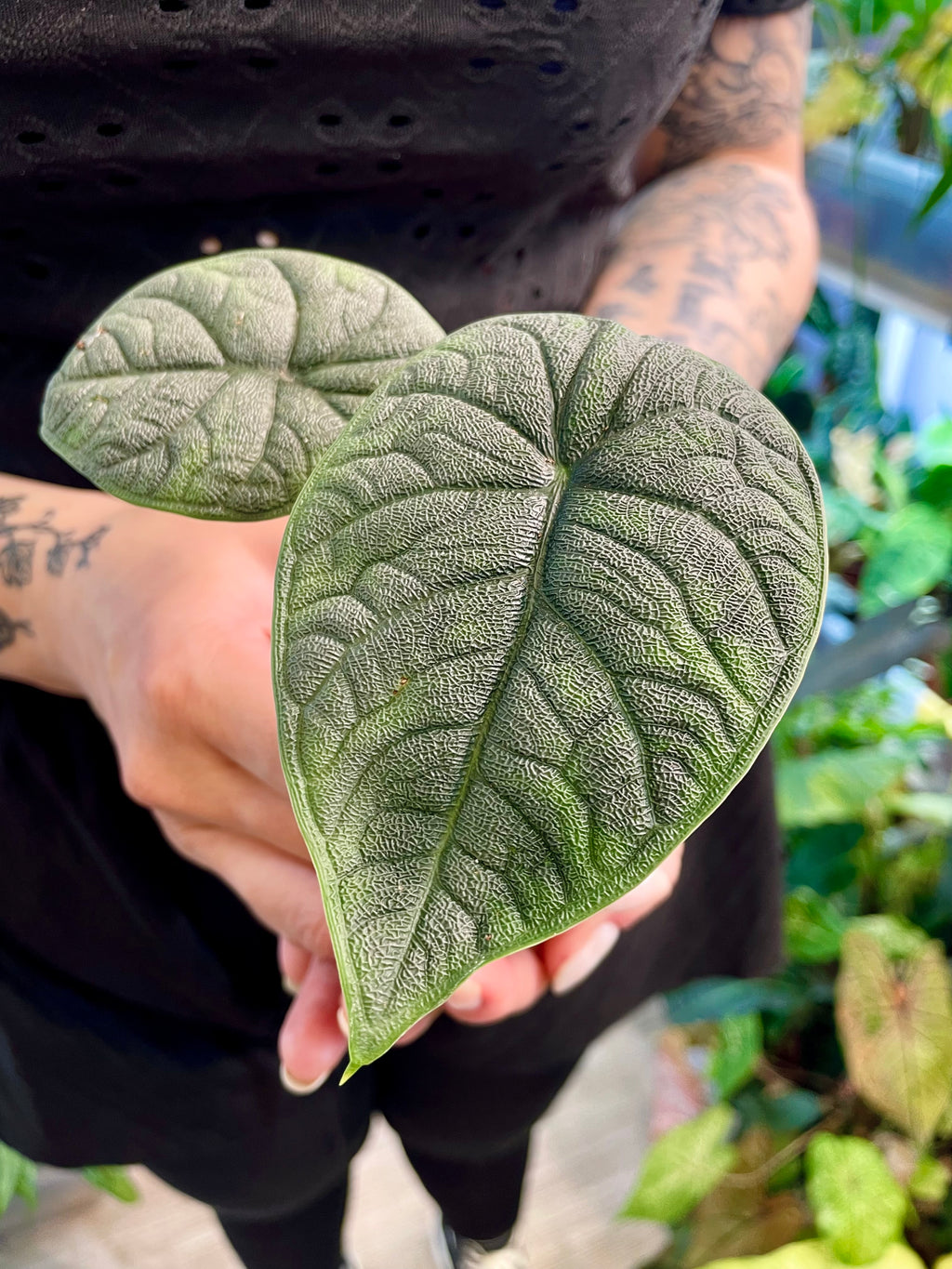 Alocasia Melo fi6