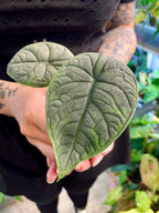 Alocasia Melo fi6