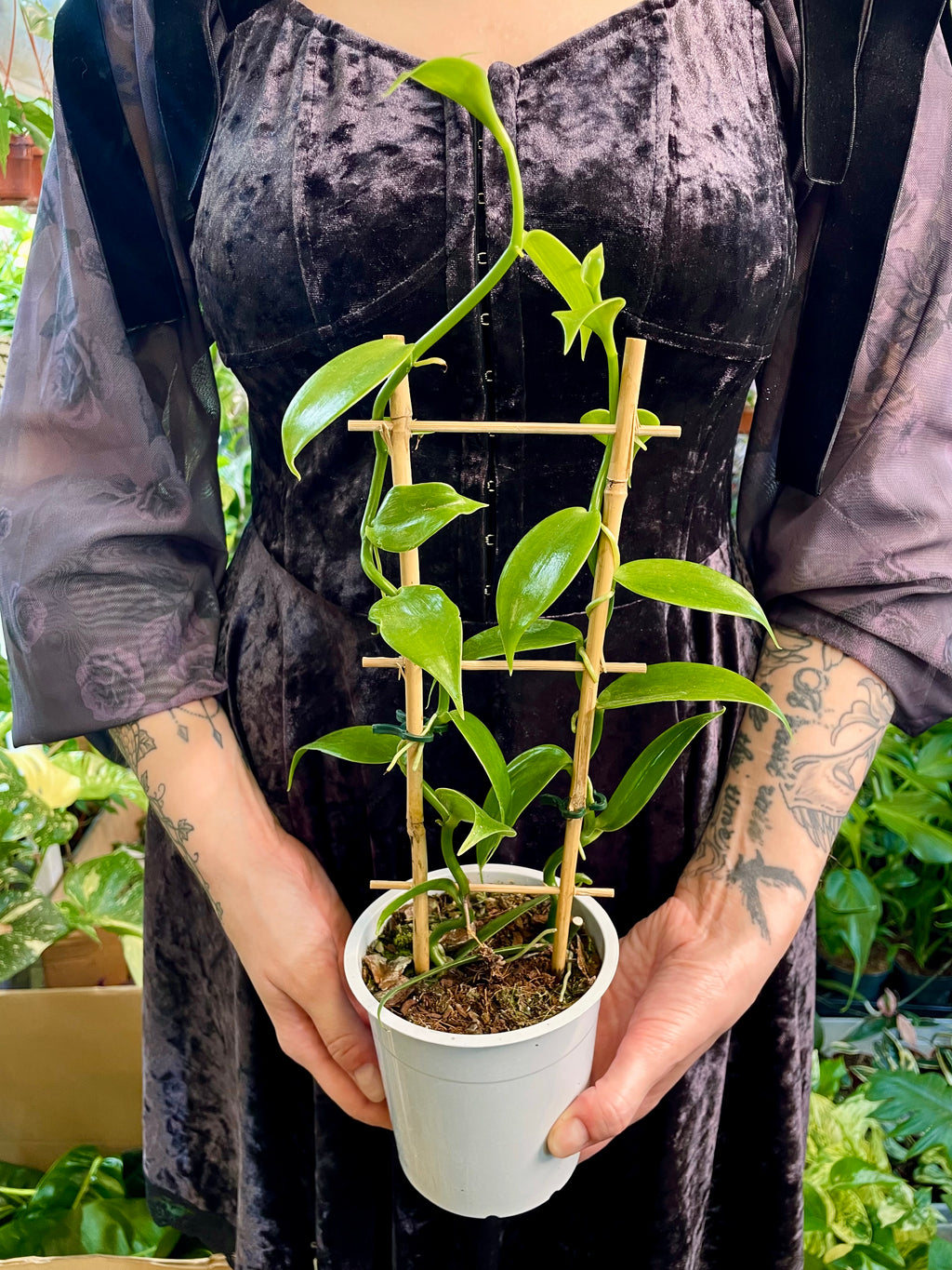 Vanilija (Orhideja Vanilla Planifolia) fi12