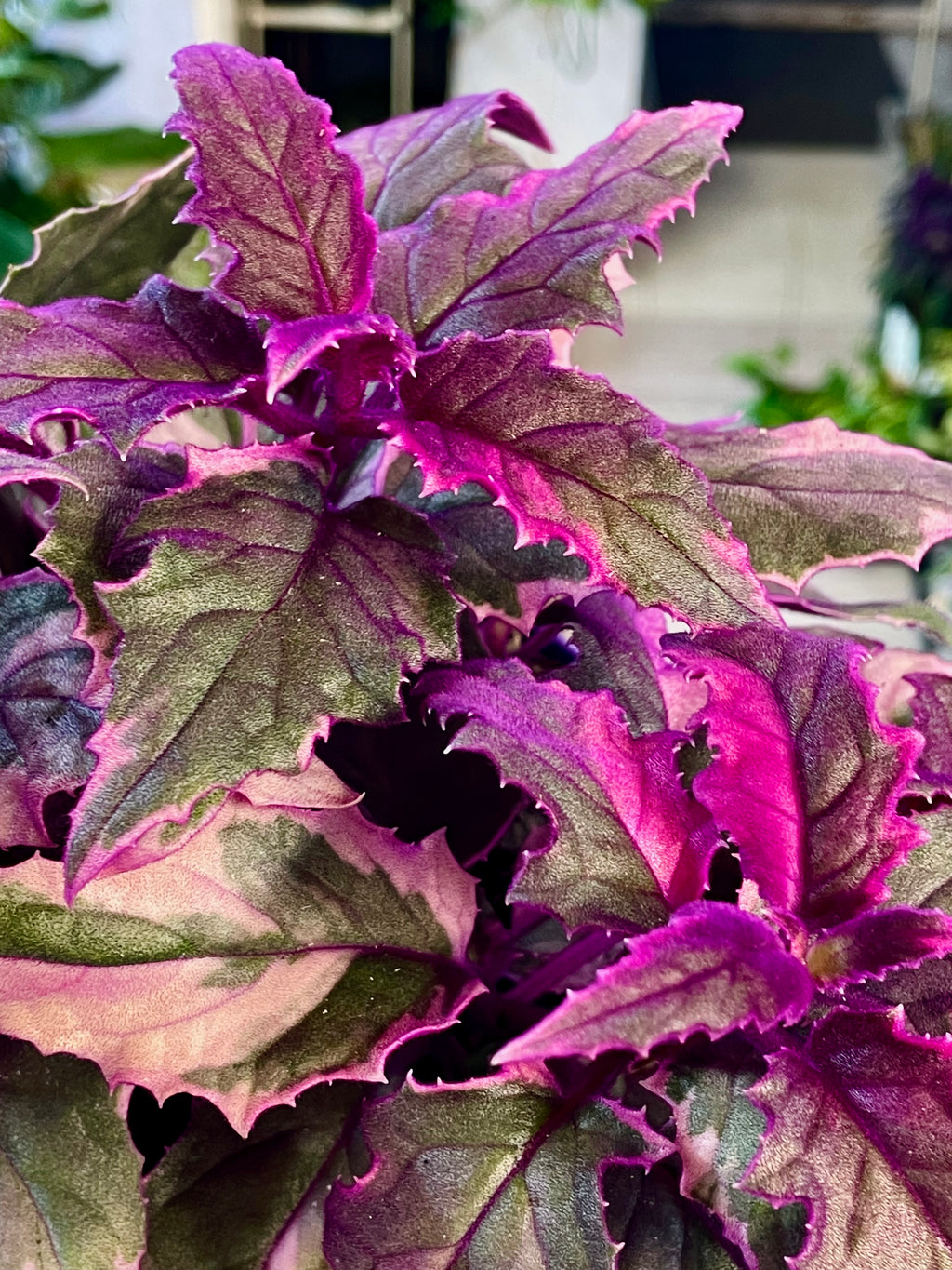 Gynura Aurantiaca 'Purple Passion' variegata fi12
