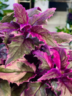 Gynura Aurantiaca 'Purple Passion' variegata fi12