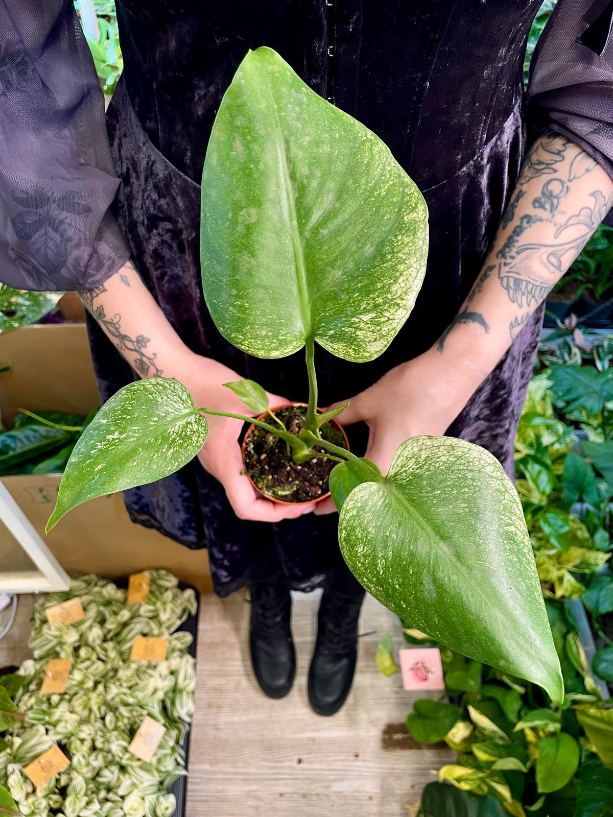 Monstera Devil Monster fi8