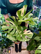 Monstera Thai Constalation fi17