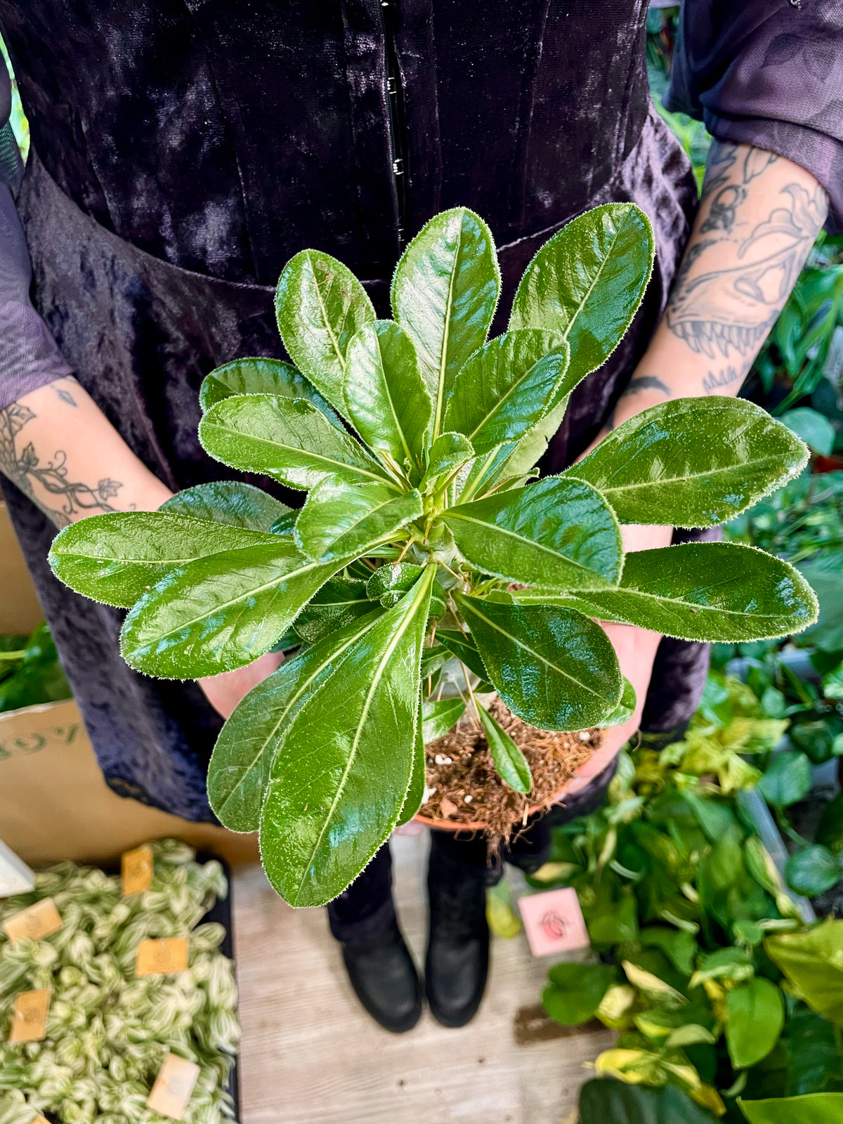 Pachypodium Saundersii  (Kudu Lily) fi12
