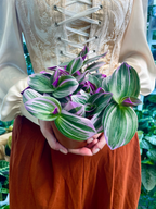 Tradescantia Albiflora 'Nanouk' fi12