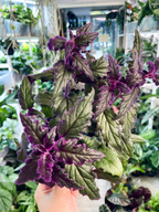 Gynura Aurantiaca 'Purple Passion' fi15