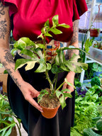 Rhaphidophora Tetrasperma variegata fi12