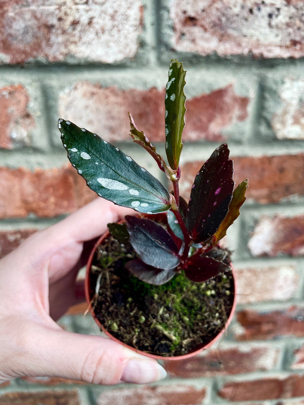 Begonia Jalau type 2 fi8
