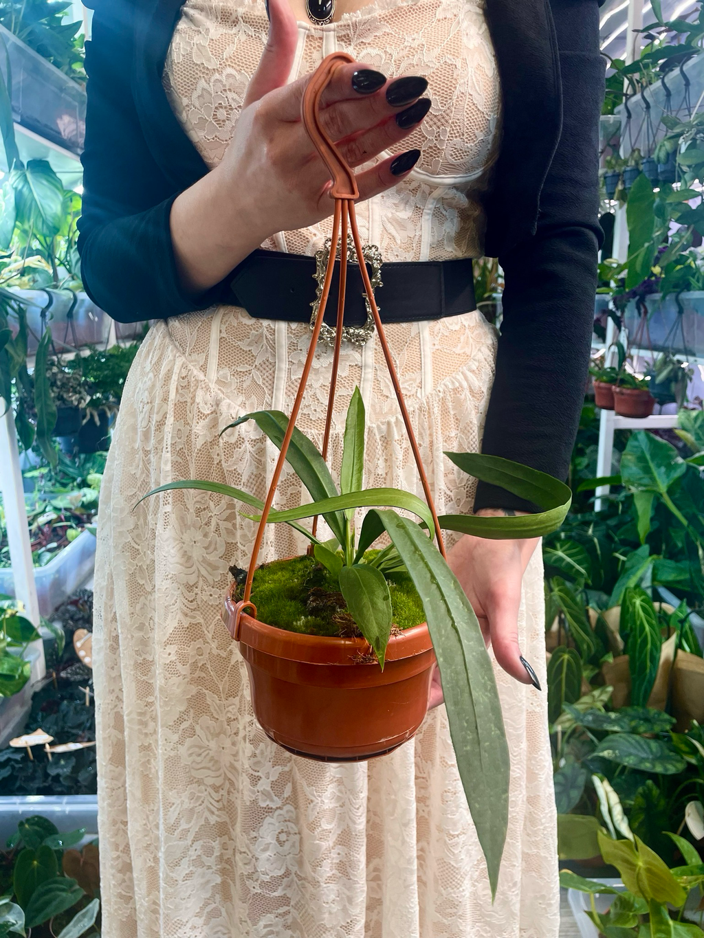 Anthurium vittarifolium visilica fi14