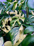 Rhaphidophora Tetrasperma variegata fi12
