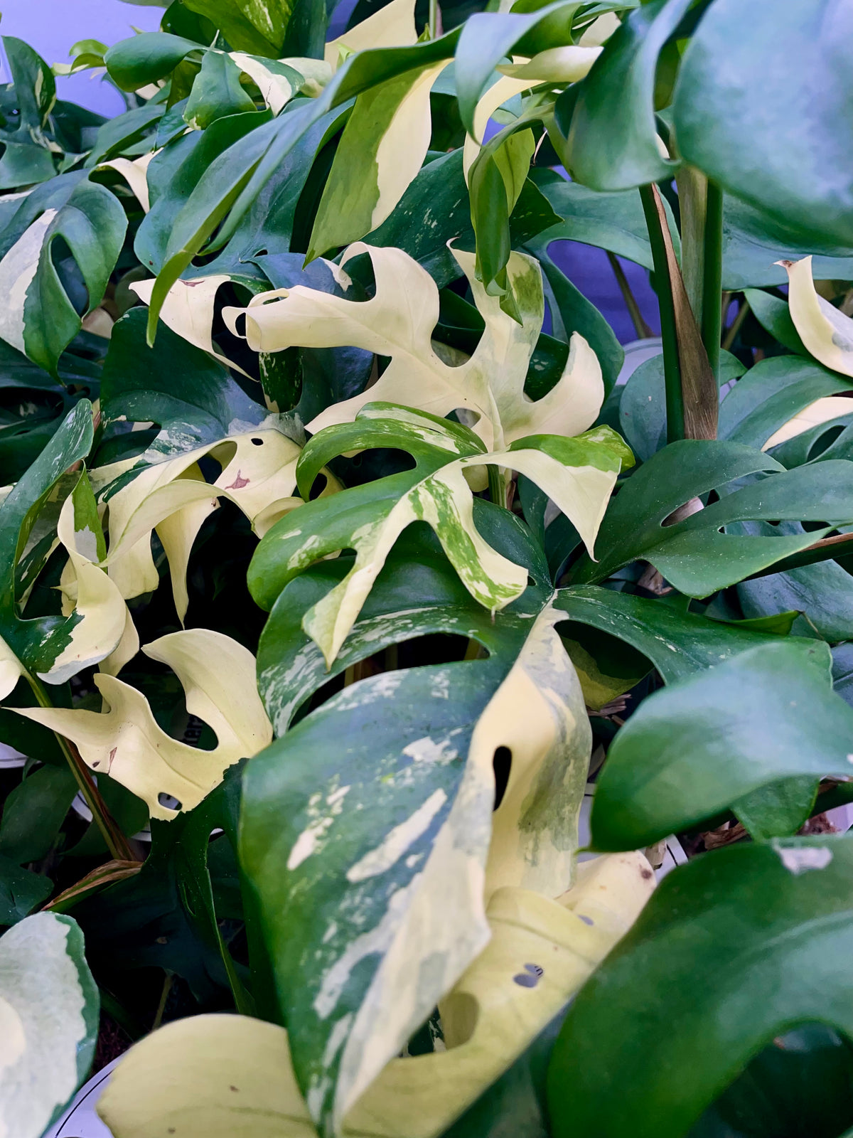 Rhaphidophora Tetrasperma variegata fi12