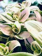 Tradescantia Brightness fi12