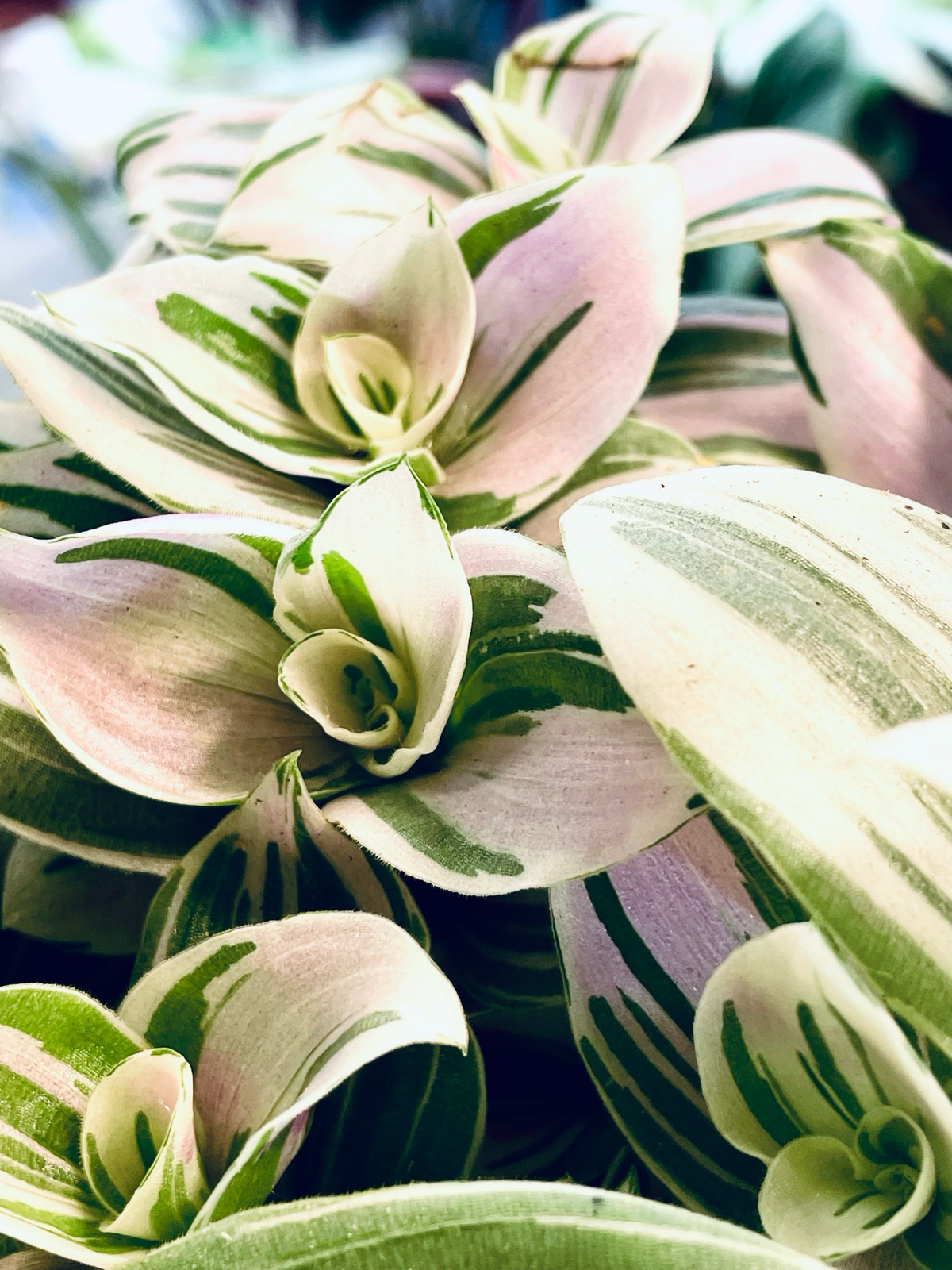 Tradescantia Brightness fi12