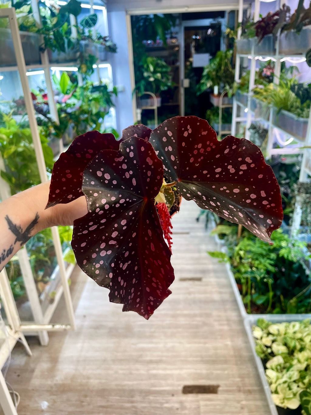 Begonia Palmata D Don fi8