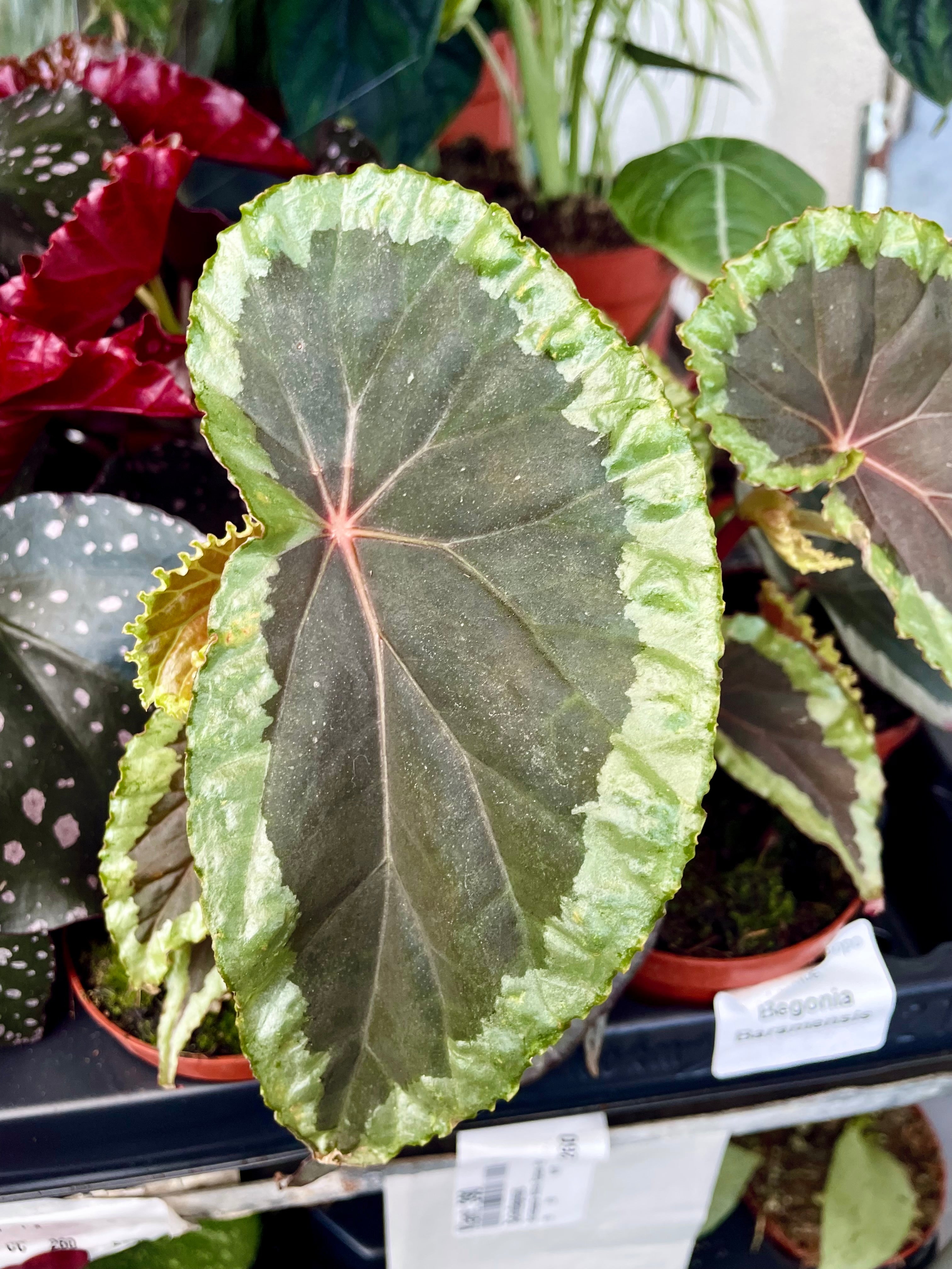 Begonia baramensis fi8